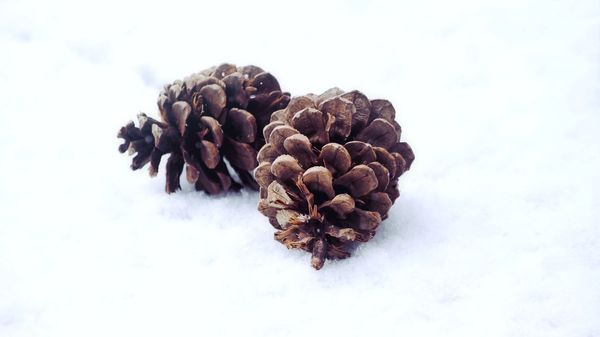 Pine cones on a white snow background.