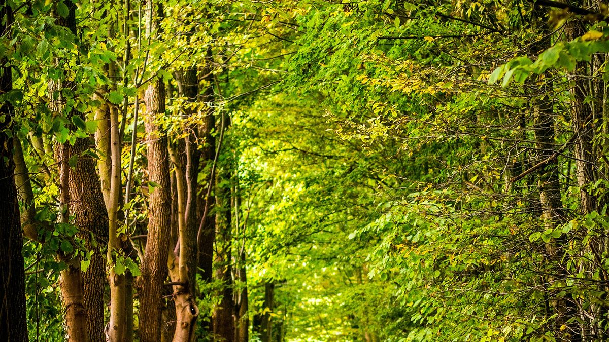 View of a pathway through trees and lots of green foliage.