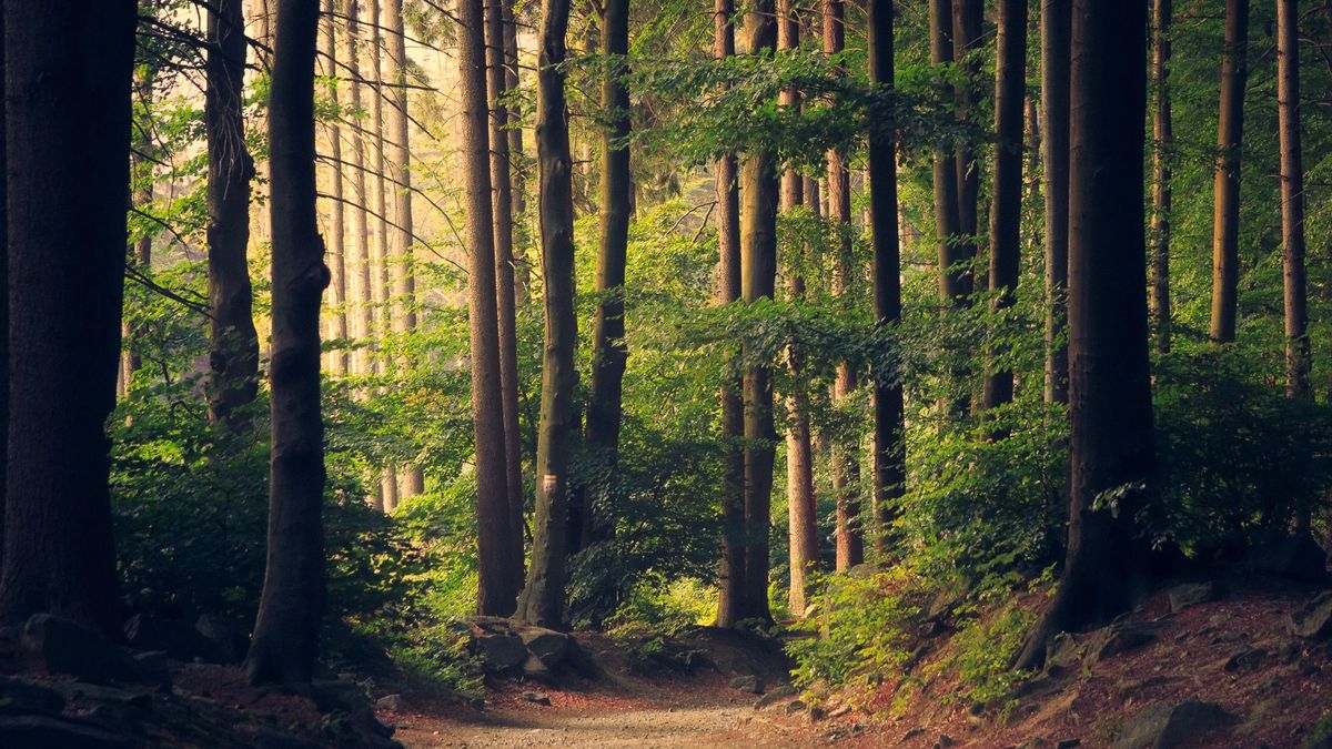 A beautiful woodland path, surrounded by tall trees.