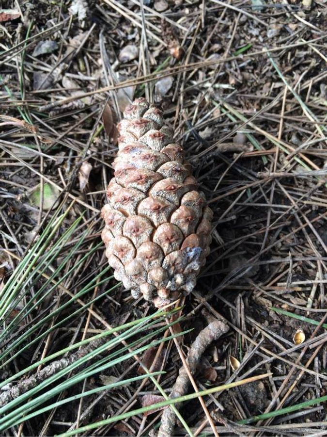 Pine cone on forest floor.
