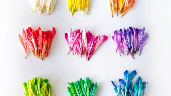Rainbow coloured petals organised neatly into piles on a white background.
