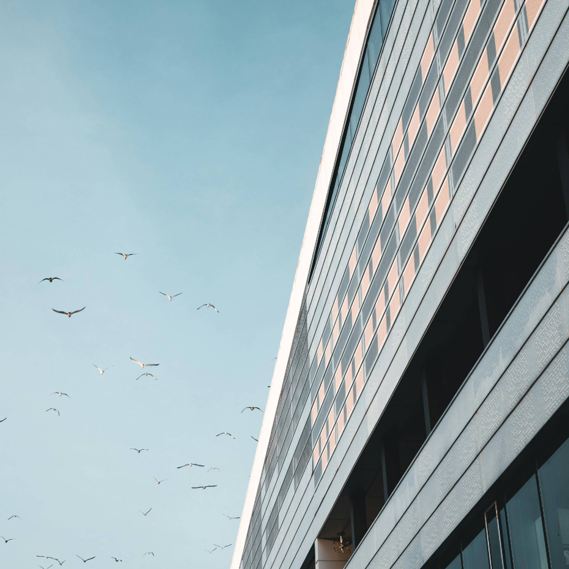 Birds migrating over a modern office