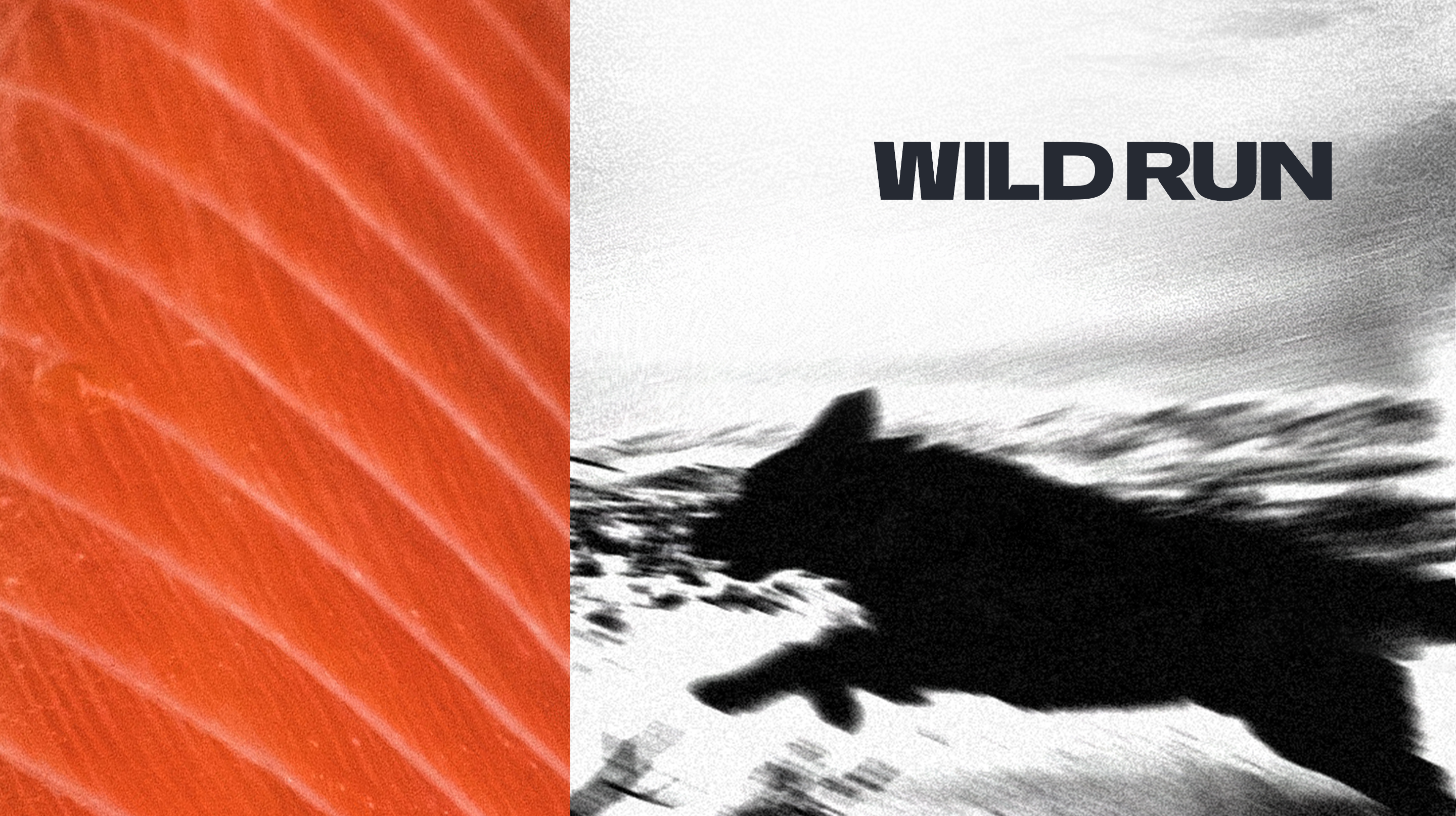 Wild Run Alaska wordmark over the image of a dog in motion, flanked by salmon flesh