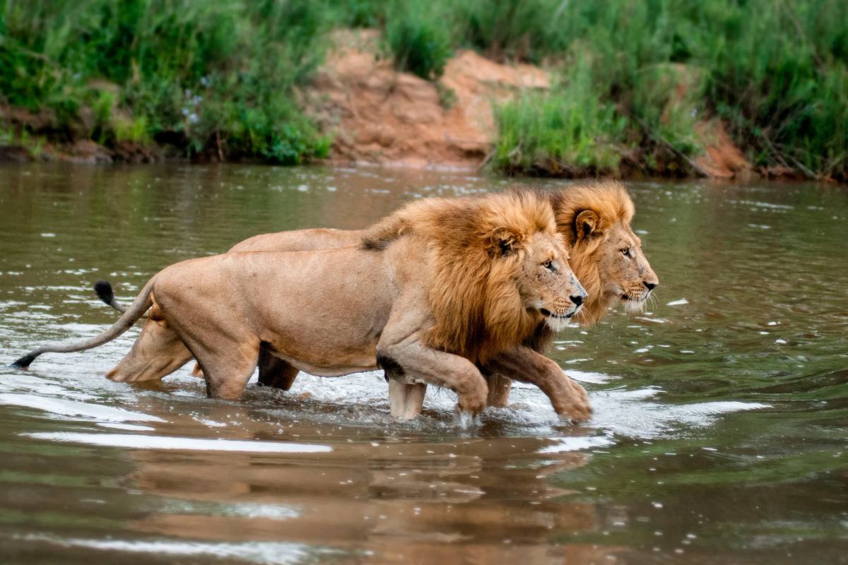 Kruger National Park gallery image 1