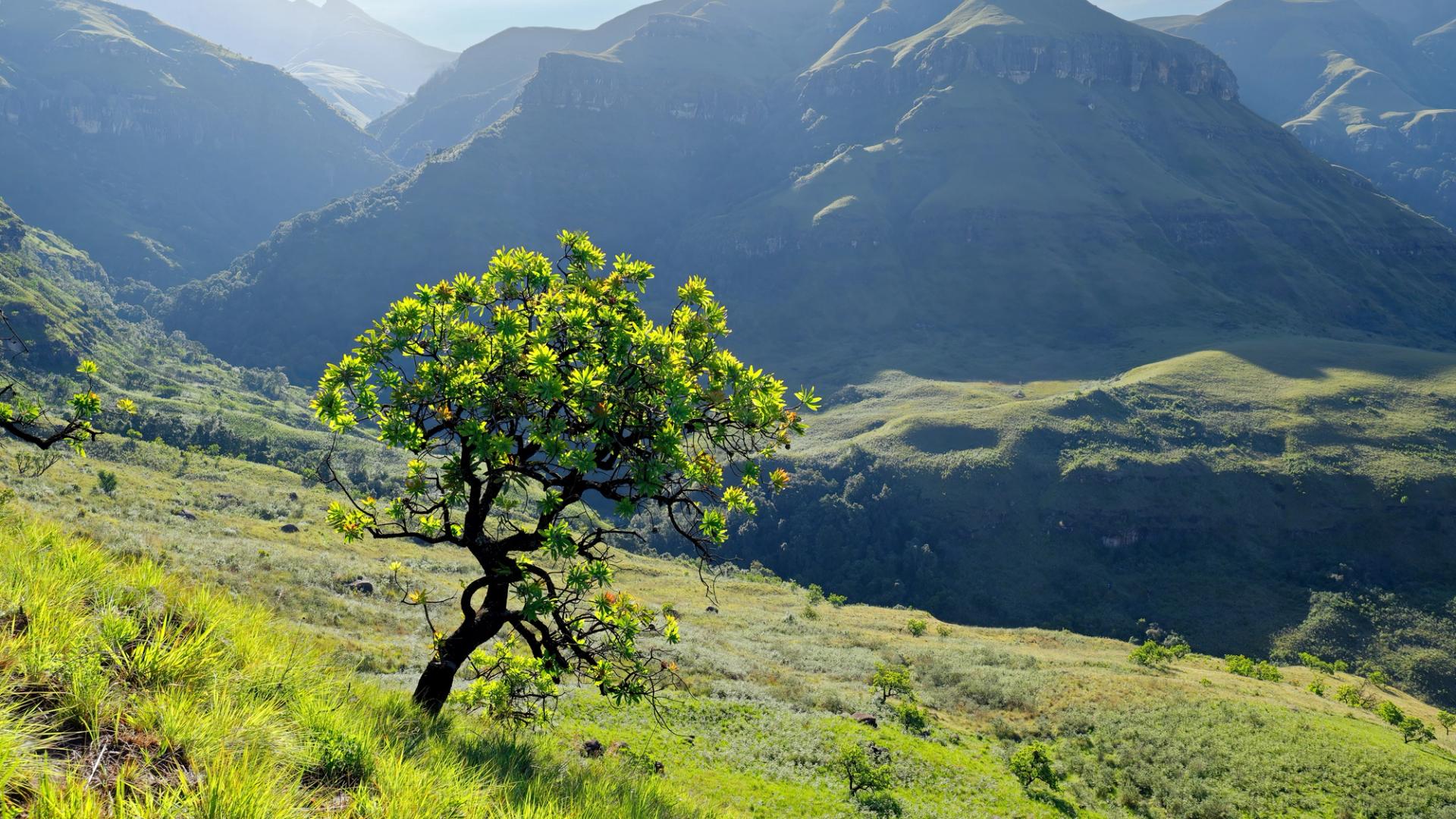 Drakensberg Mountains