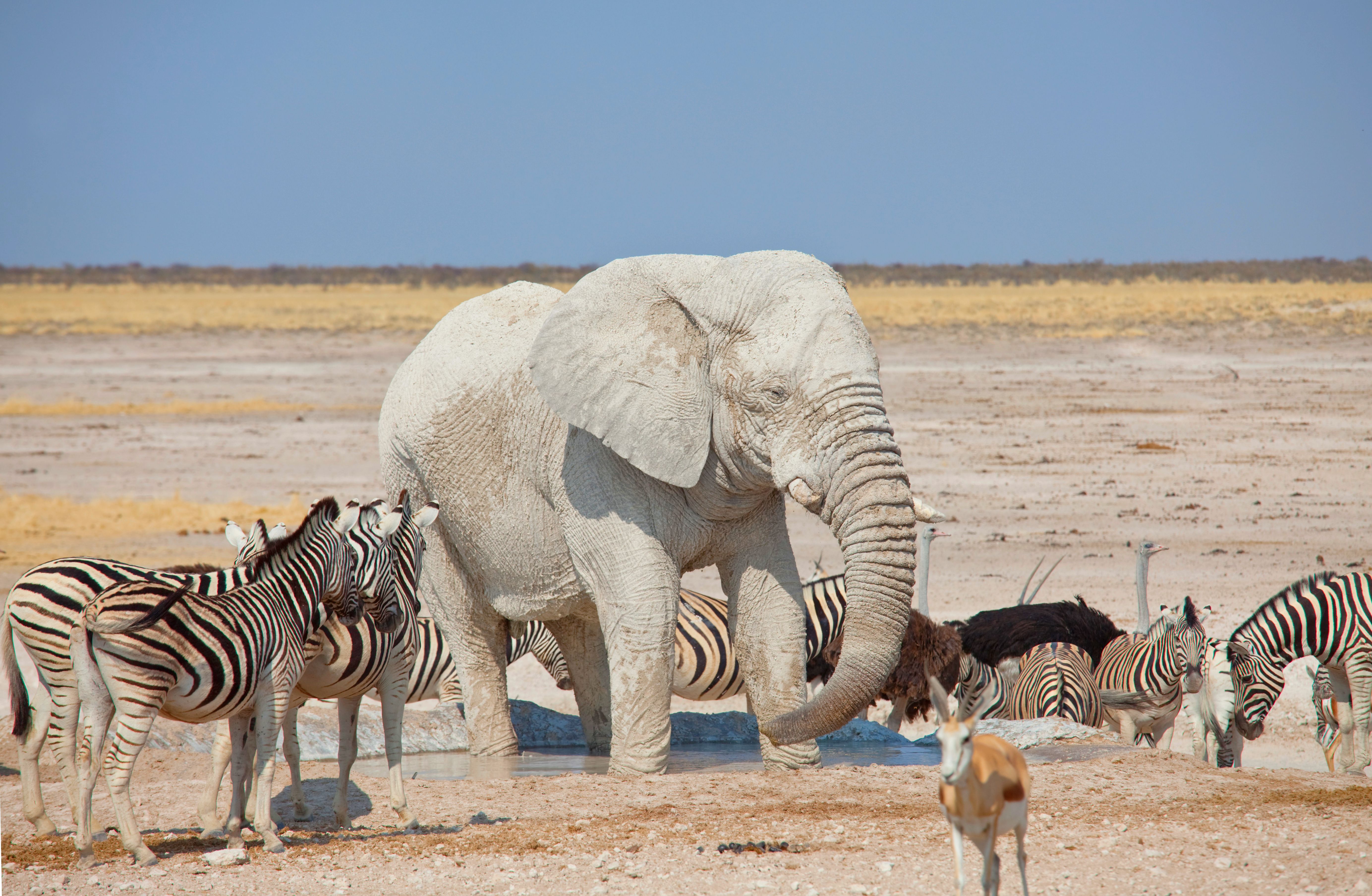 Etosha National Park - Massive elephant herds at waterholes · Etosha Pan's otherworldly landscape · Self-drive safari exploration