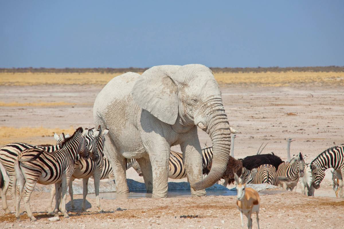 Etosha National Park gallery image 1