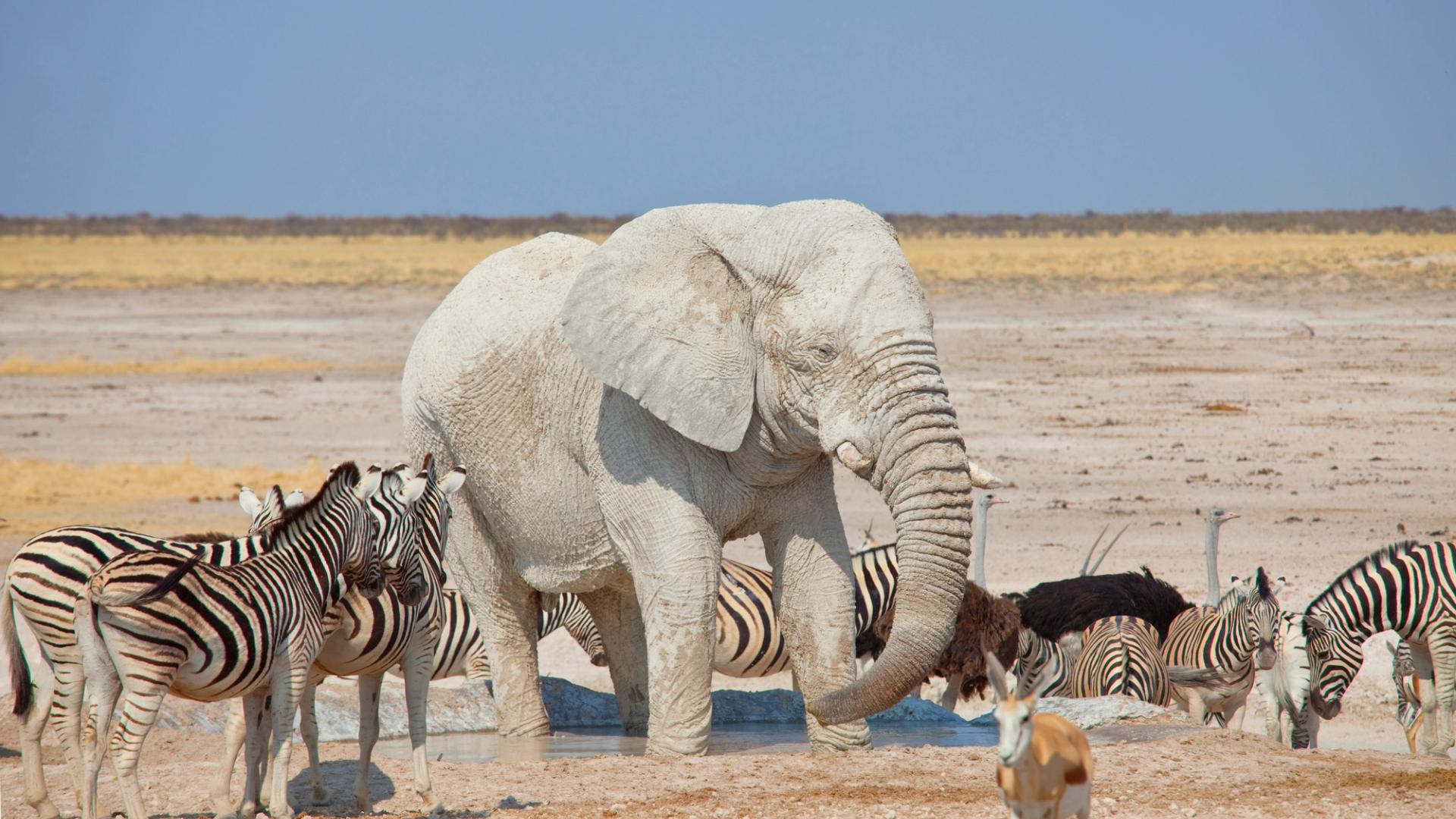 Etosha National Park