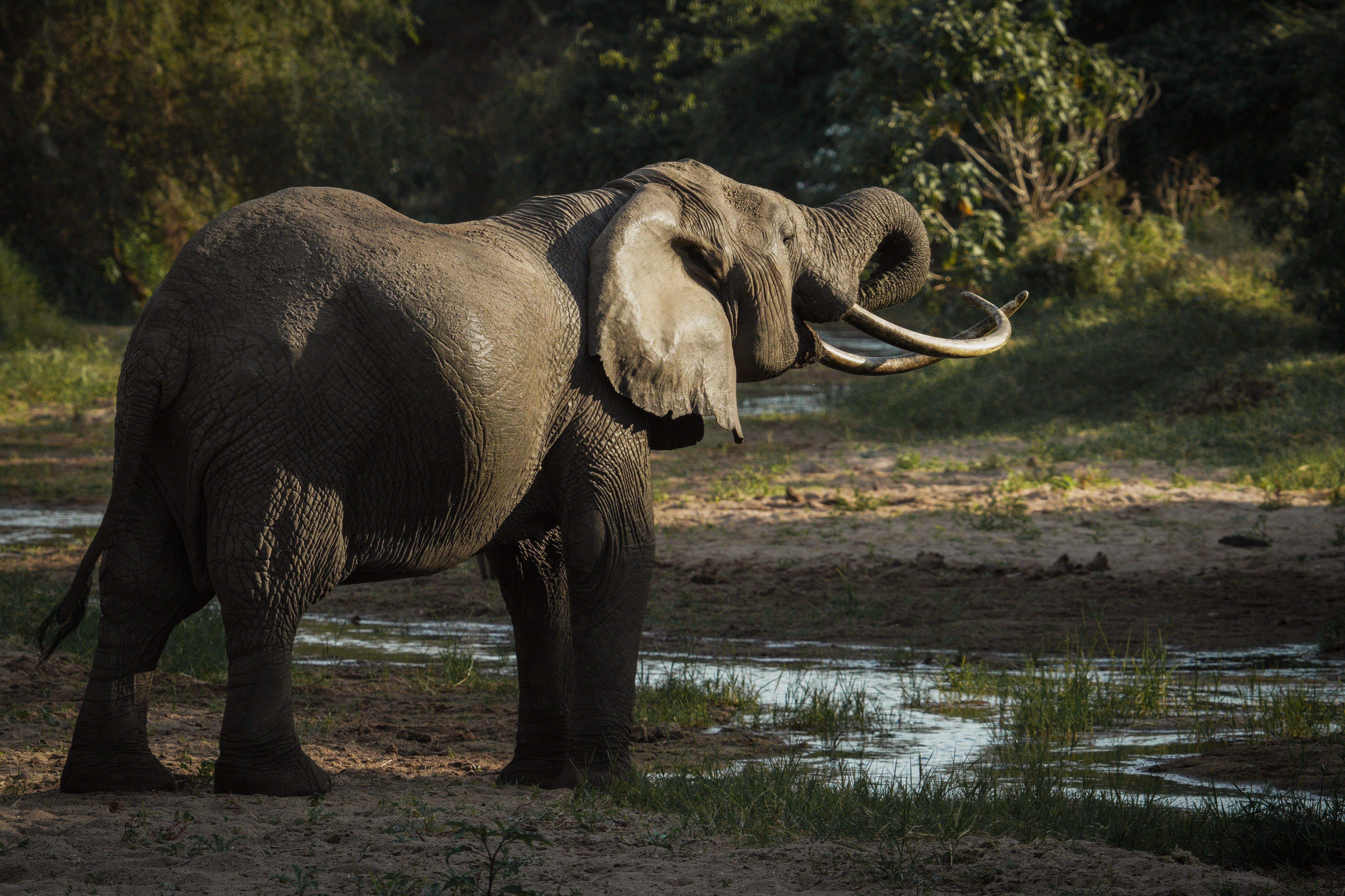 Gonarezhou National Park - Game drives spotting Big Five · Guided bush walking safaris · Bird watching - over 400 species