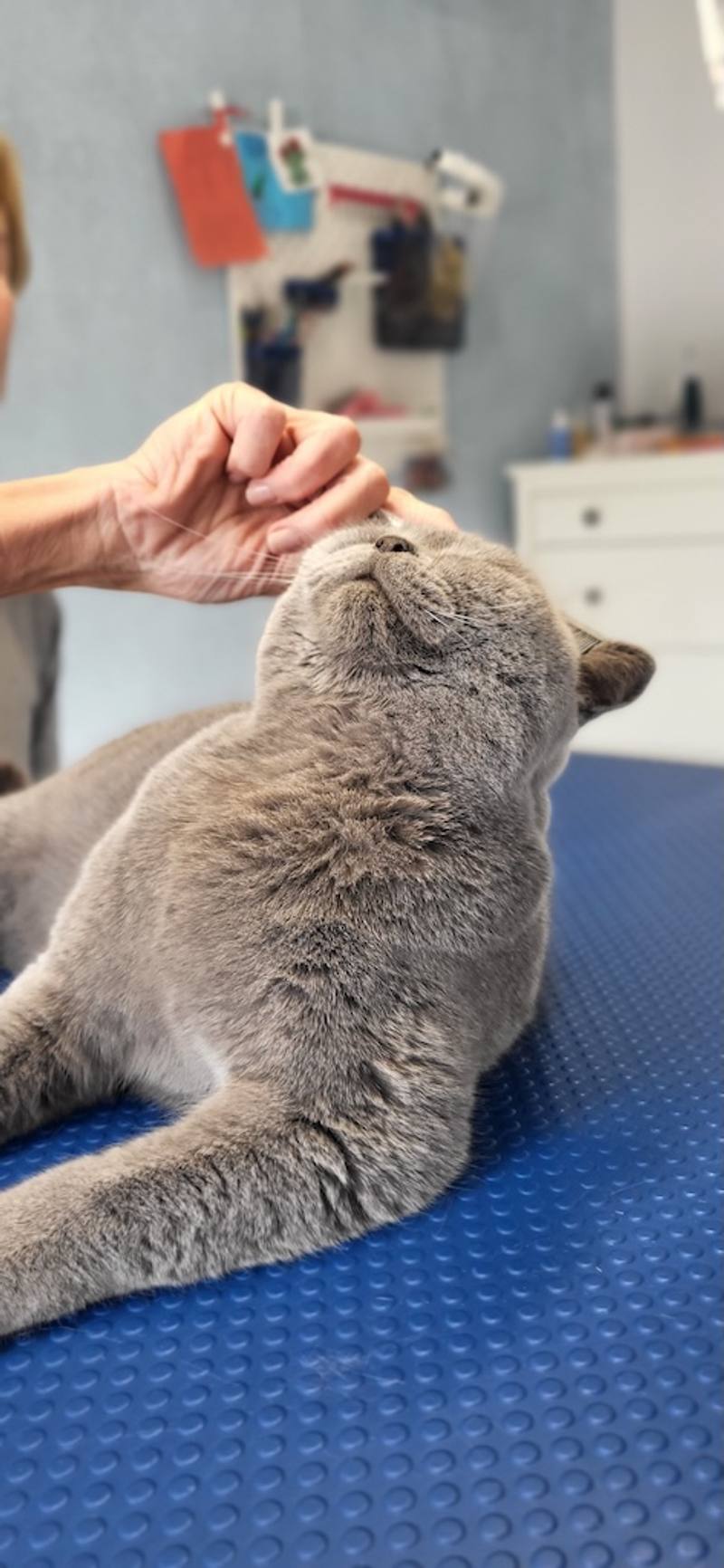 Koci fryzjer - spokojne wyczesywanie podszerstka kota w salonie w ustroniu.