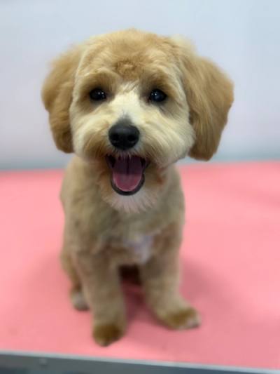Strzyżenie psa Maltipoo w salonie w Bielsku-Białej