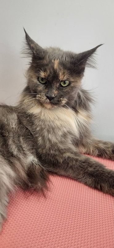 Kot Maine Coon w salonie w Bielsku-Białej