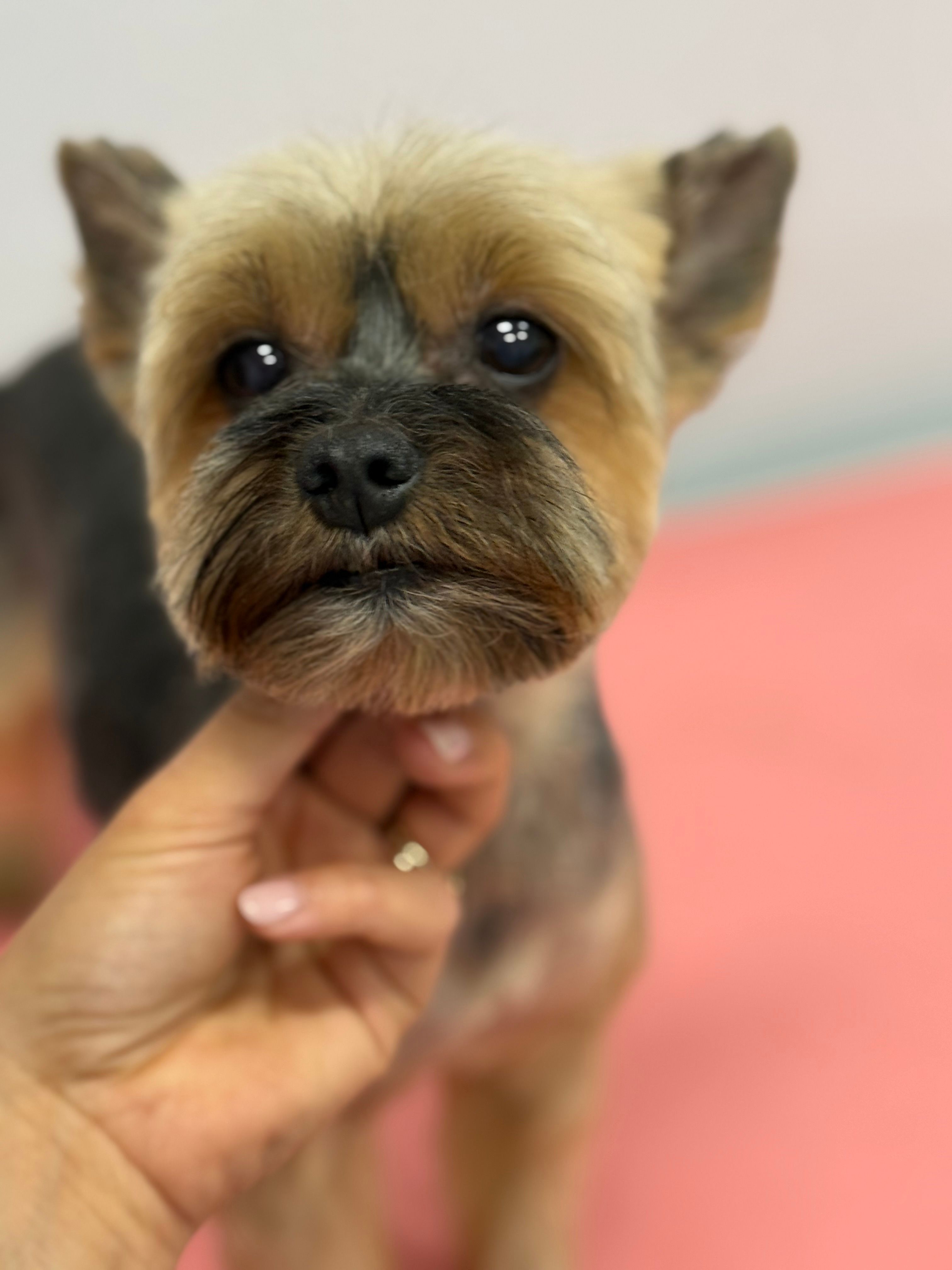 Grooming psa rasy York Terrier w salonie w Bielsku-Białej