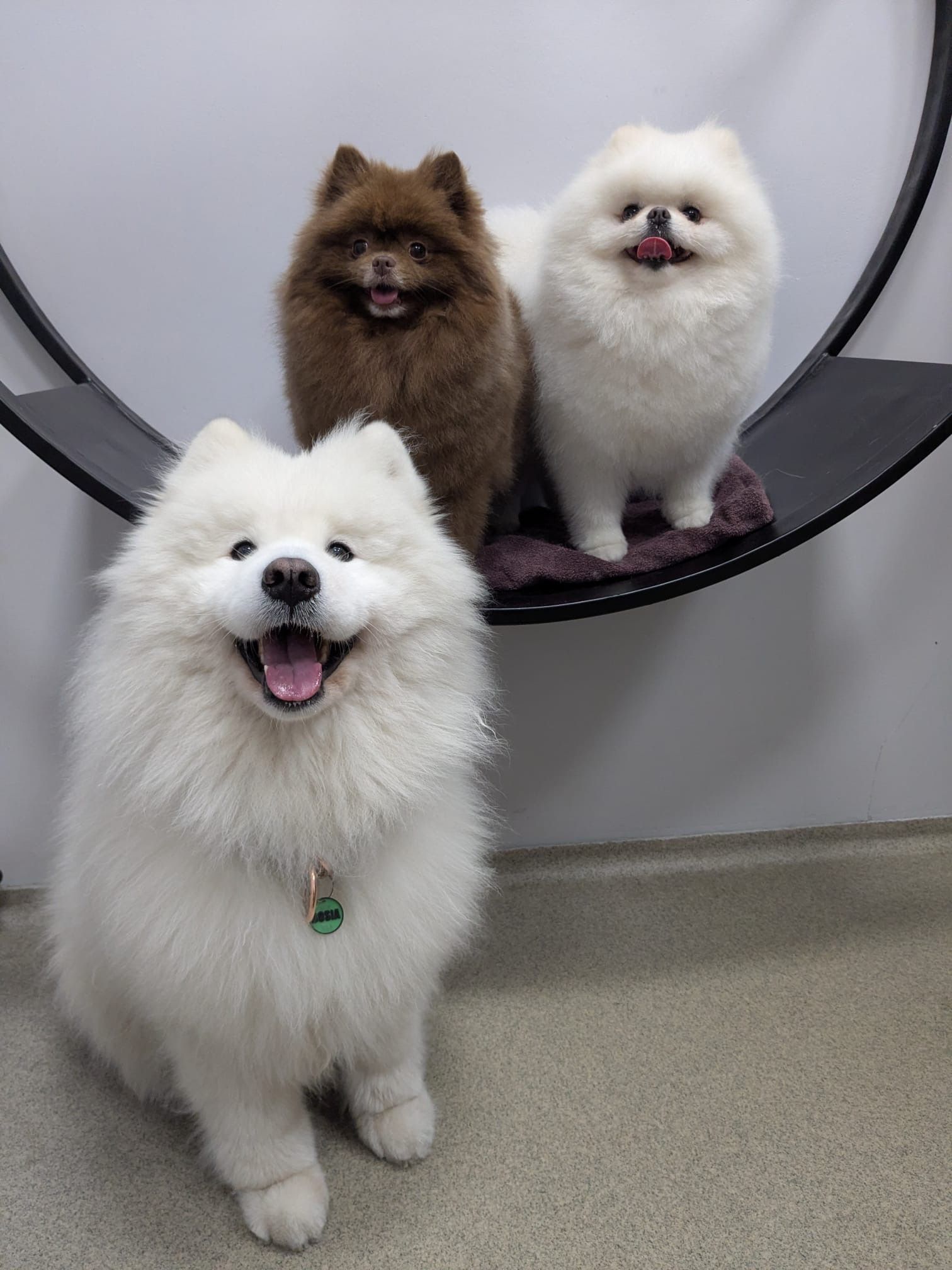 Strzyżenie psa w salonie - jak często chodzić do groomera w Bielsku-Białej