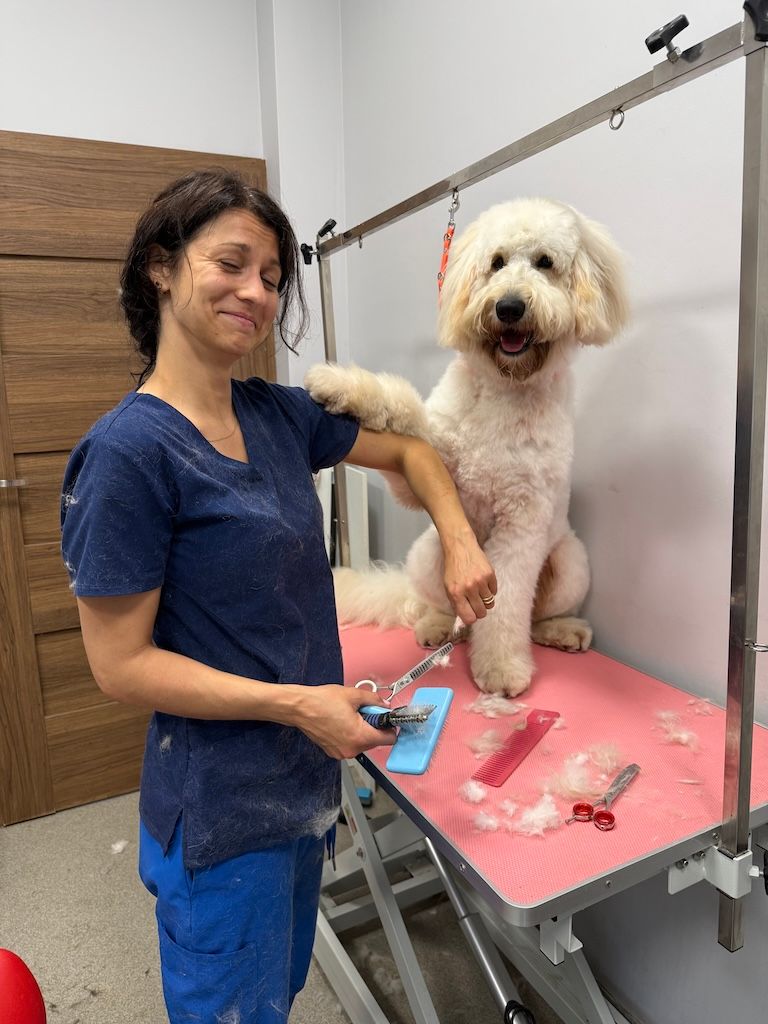 Groomerka Kasia z Labradoodle w salonie w Bielsku-Białej