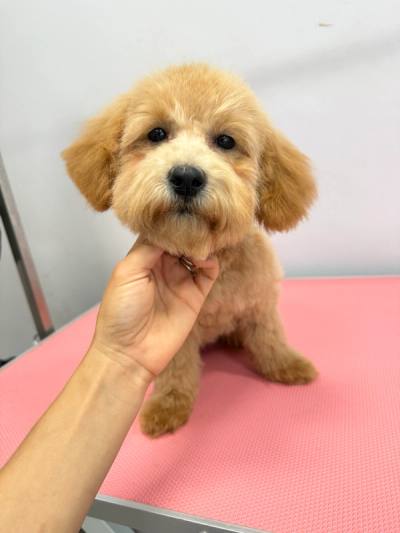 Maltipoo w salonie w Bielsku-Białej