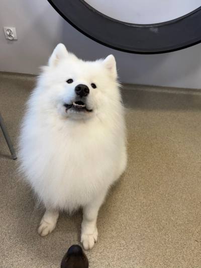 Samoyed w salonie w Bielsku-Białej