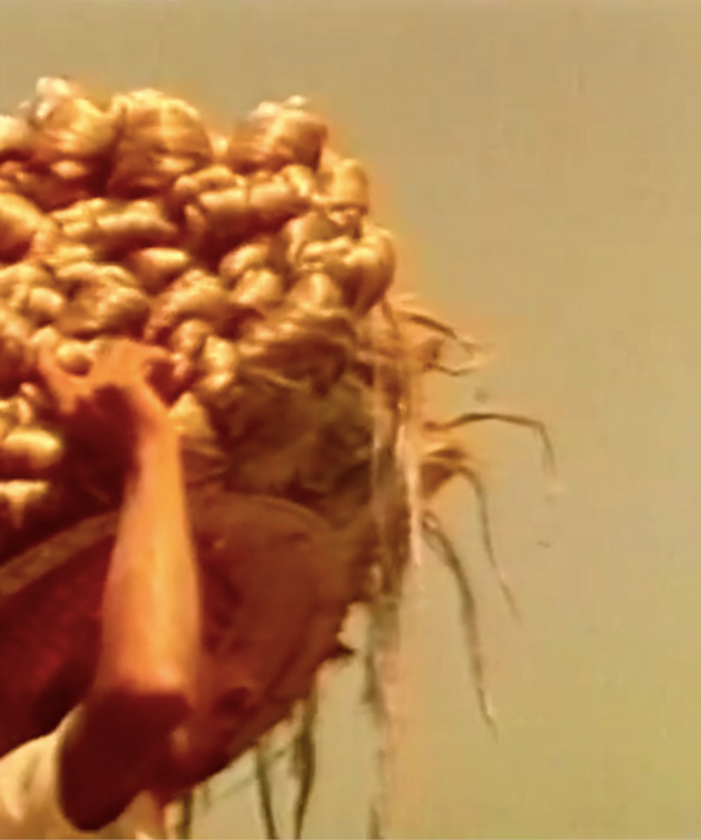 Media Habitat, c. 1975