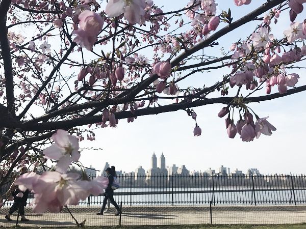 春だ桜だ！セントラルパークのお花見絶好スポット5選！ - QUICK USA