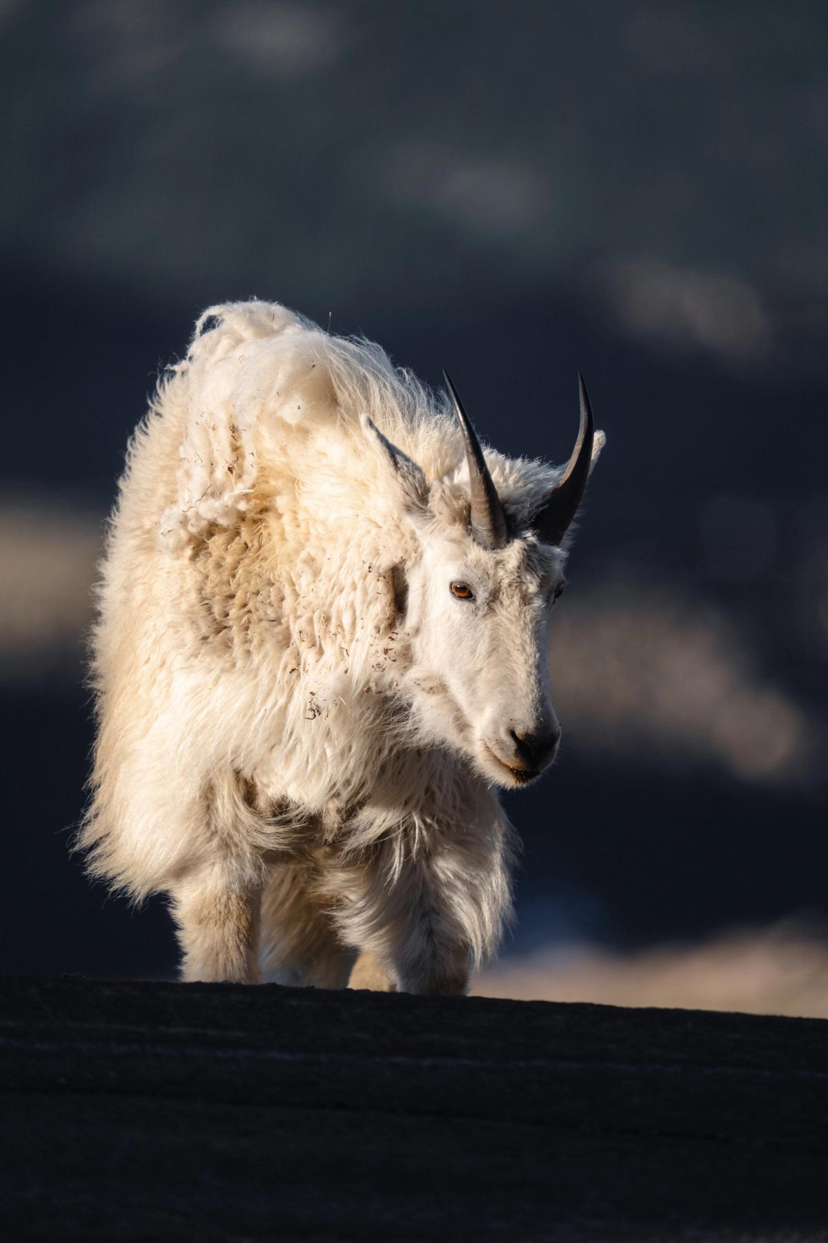 Wildlife photograph