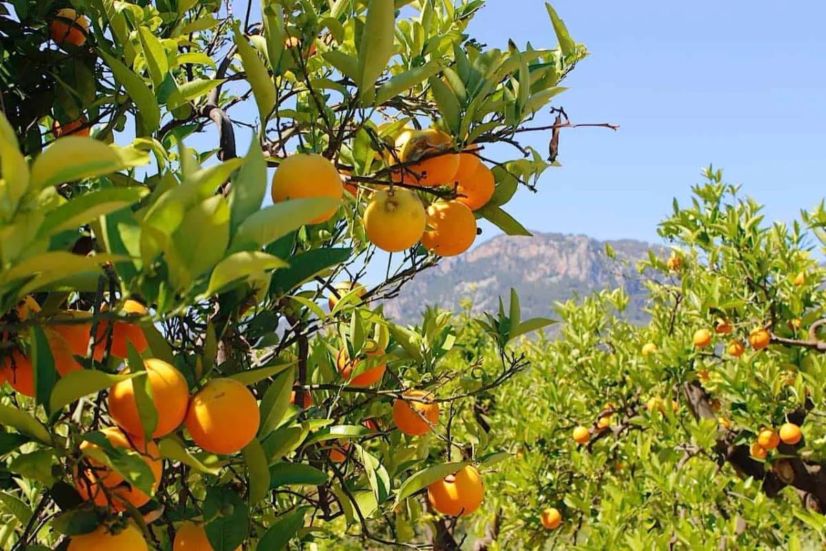Sóller Tour