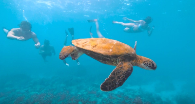 Four Seasons snorkel