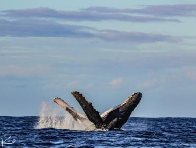 Whale watch