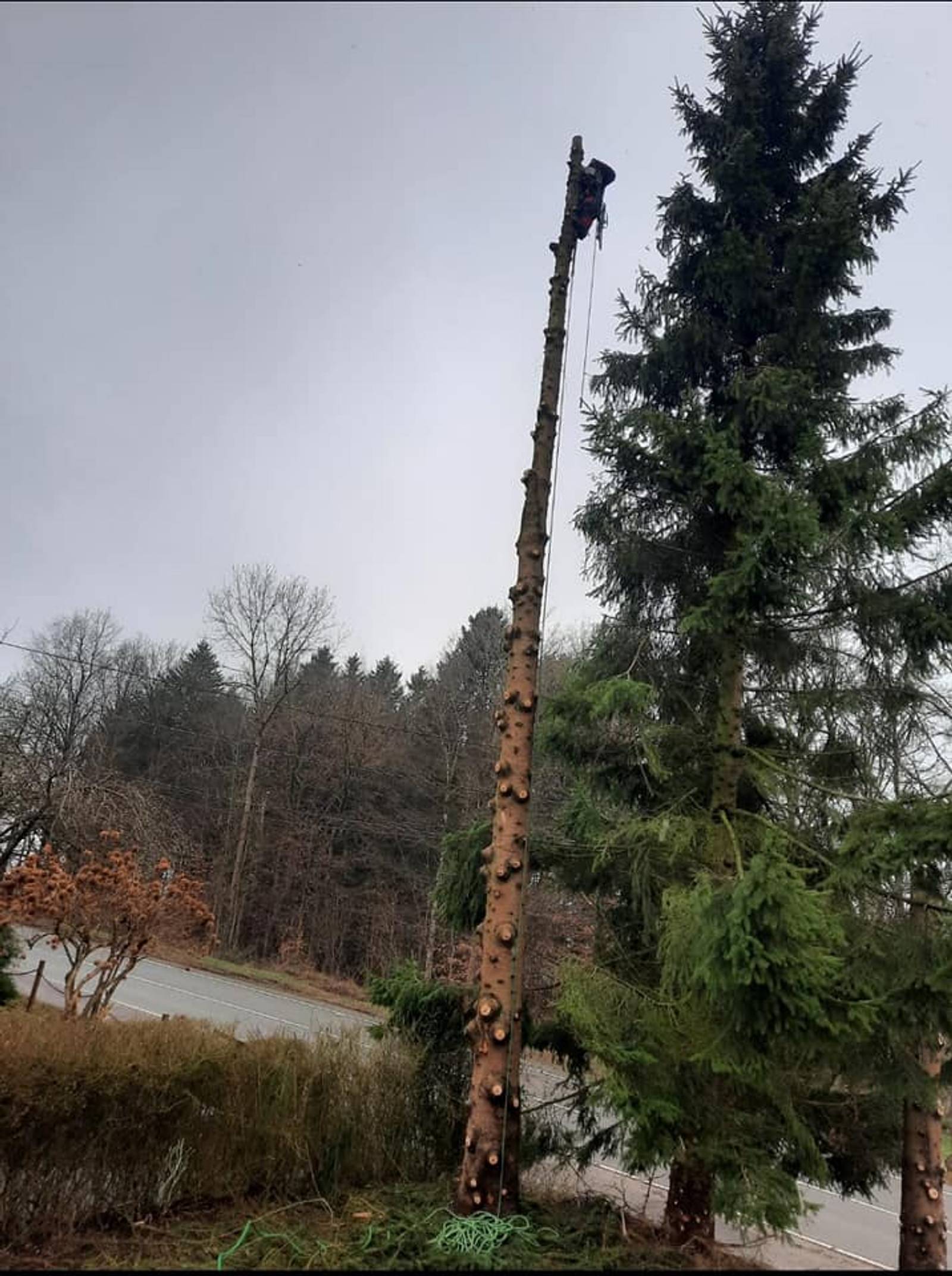 Elagage — chantier ART'COUV (6/6)