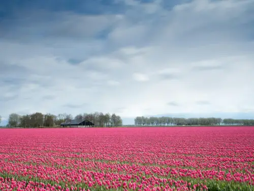 Planning a Family Trip to the Netherlands? Discover the Top Attractions