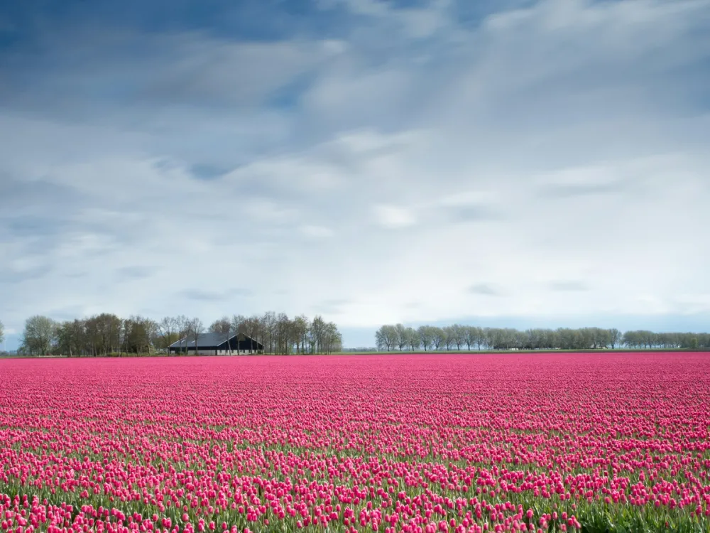 Planning a Family Trip to the Netherlands? Discover the Top Attractions