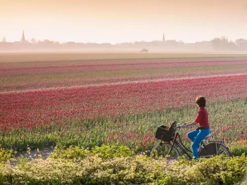 Keukenhof 2026: Your Complete Guide to the Netherlands' Tulip Season