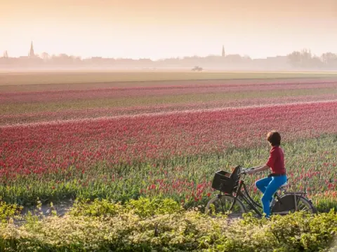 Keukenhof 2026: Your Complete Guide to the Netherlands' Tulip Season