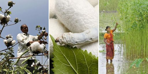 Cotton harvest, silkworm cocoon, and flax farmer in wetland field.