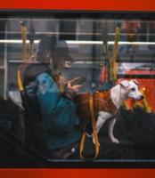 A dog and its wonder seen through the window of a London bus. The owner is seated, looking at her phone. The dog is standing, looking out of the window. The dog’s a white one I don’t know much about dogs.