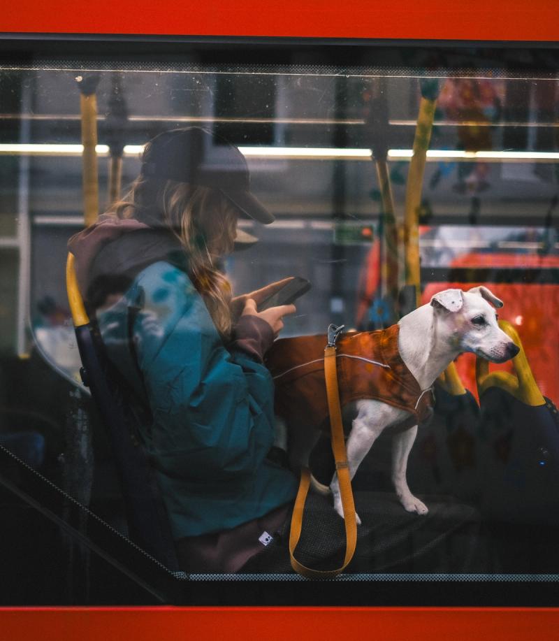 A dog and its wonder seen through the window of a London bus. The owner is seated, looking at her phone. The dog is standing, looking out of the window. The dog’s a white one I don’t know much about dogs.