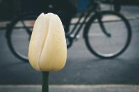 A yellow tulip in the foreground with a bicycle slightly out of focus seen going past in the background.