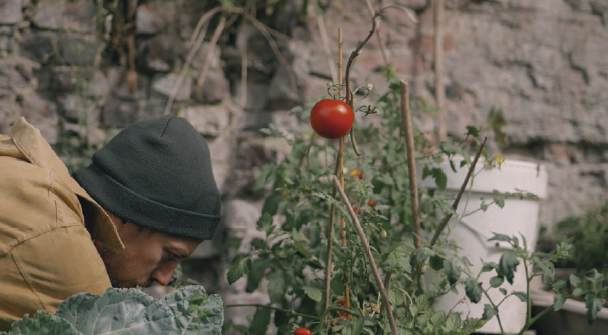 Celui qui plantait des Tomates