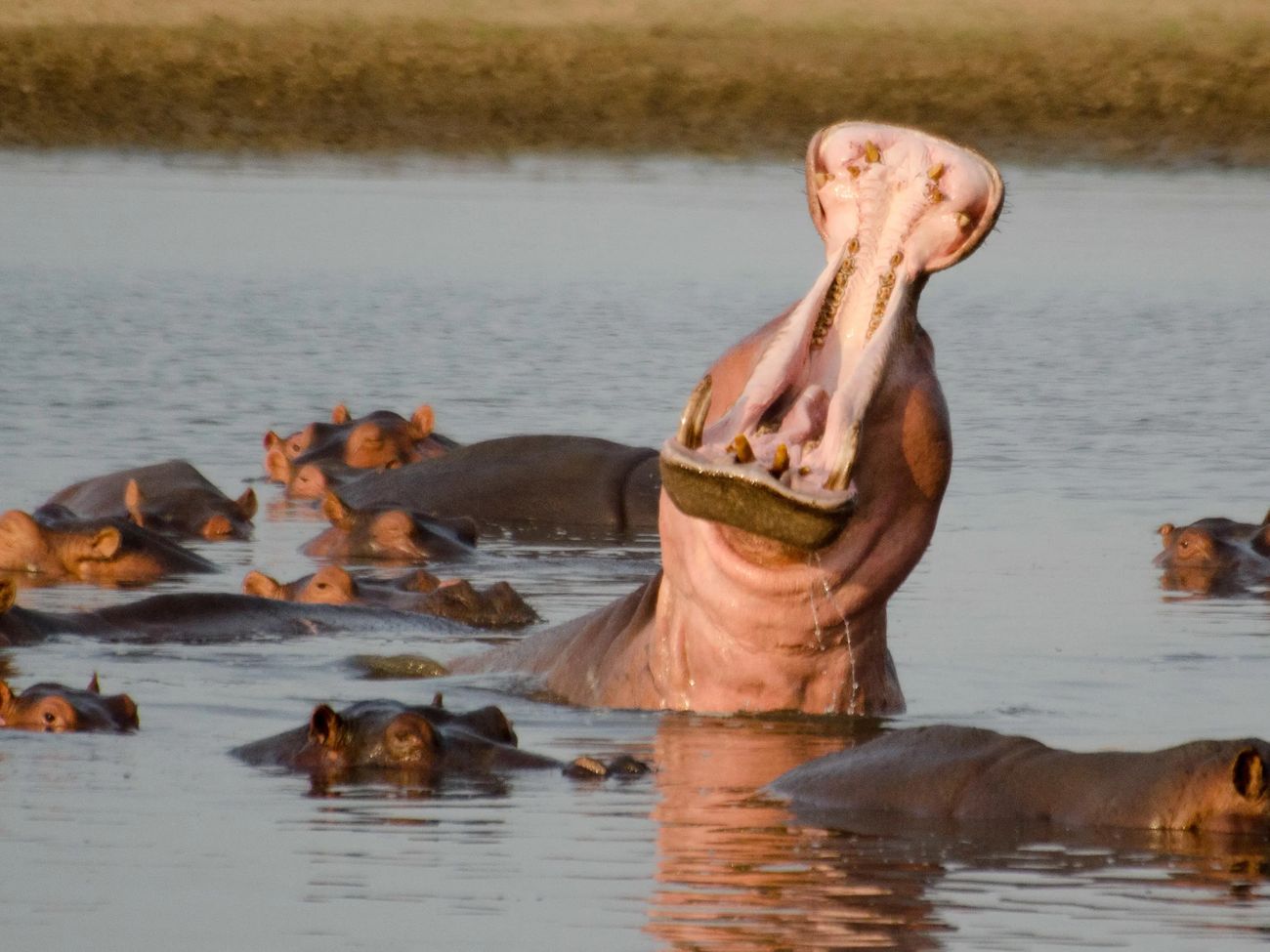 6-Day South Luangwa Fly-in Safari Adventure