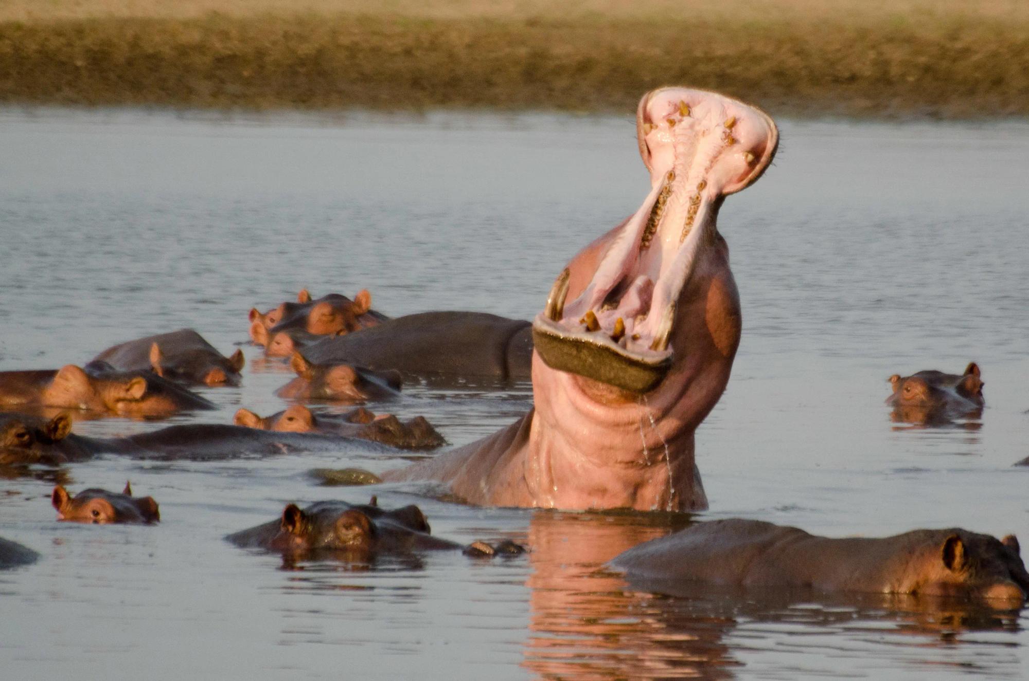 6-Day South Luangwa Fly-in Safari Adventure