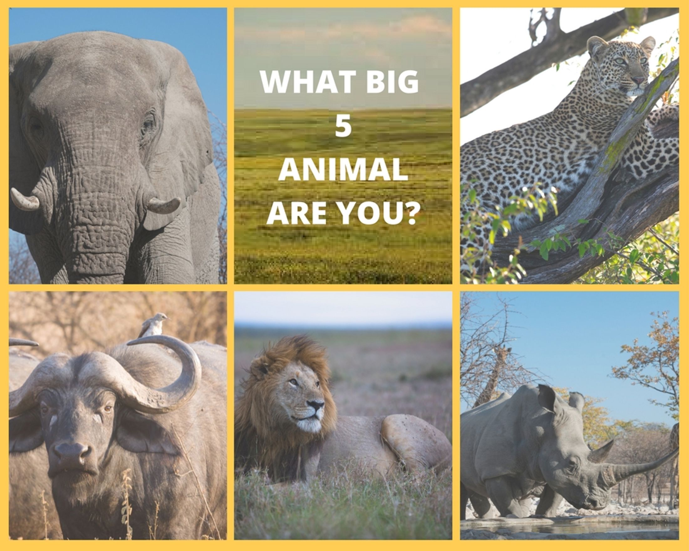 What Big Five Animal are You?