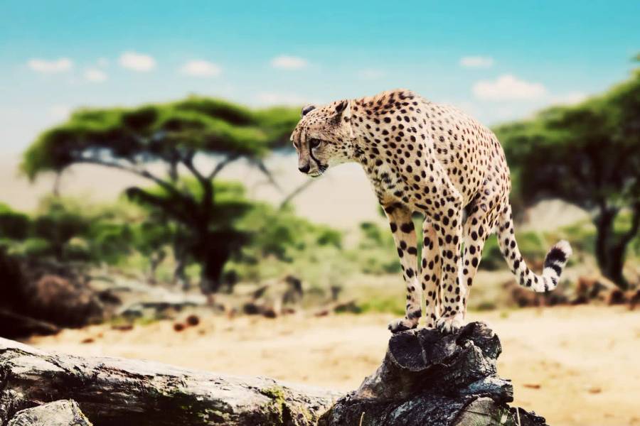 Tanzania