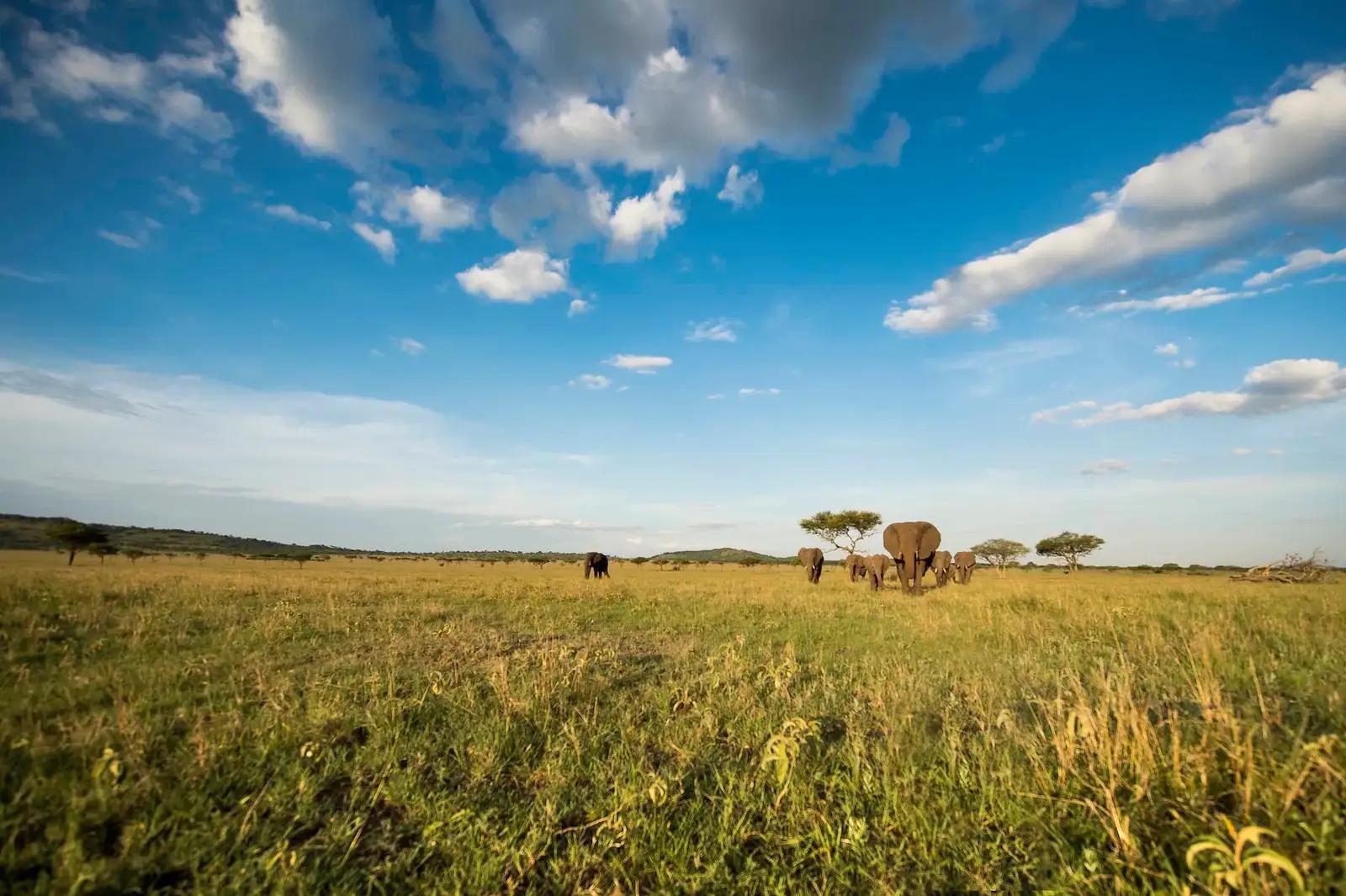 Singita Sasakwa Lodge