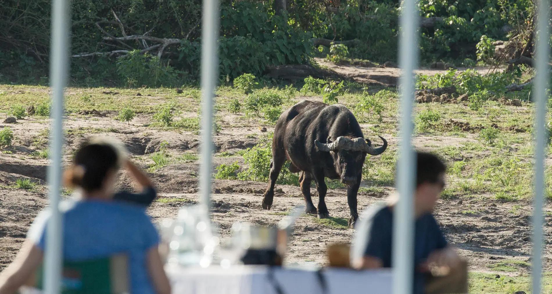 8-Day Chobe to Sabi Sands: The Ultimate Wildlife Journey