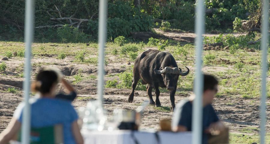 8-Day Chobe to Sabi Sands: The Ultimate Wildlife Journey