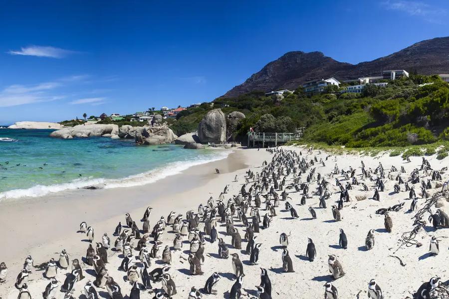 12 Day Garden Route, Cape Town & Eastern Cape Safari