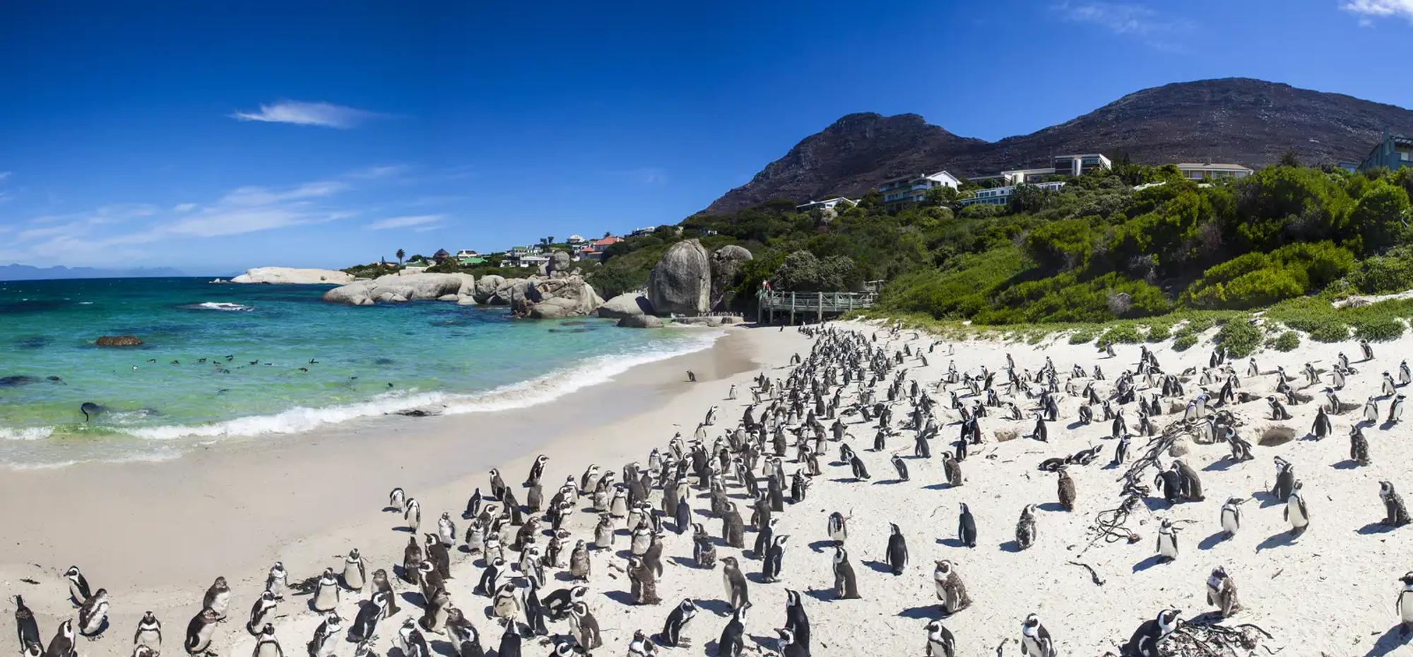 12 Day Garden Route, Cape Town & Eastern Cape Safari