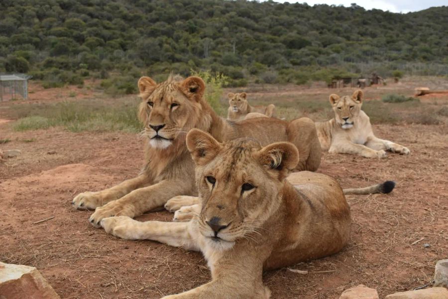 Shamwari Eagles Crag Lodge