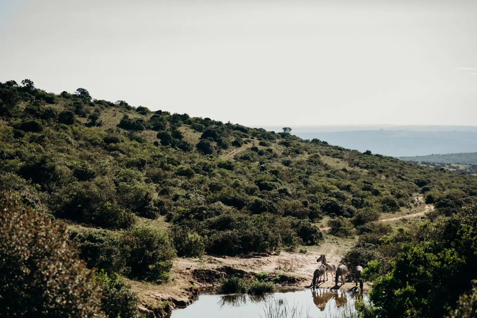 Amakhala Bukela Game Lodge