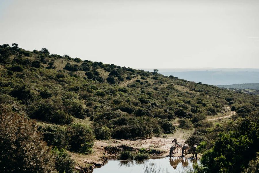 Amakhala Bukela Game Lodge
