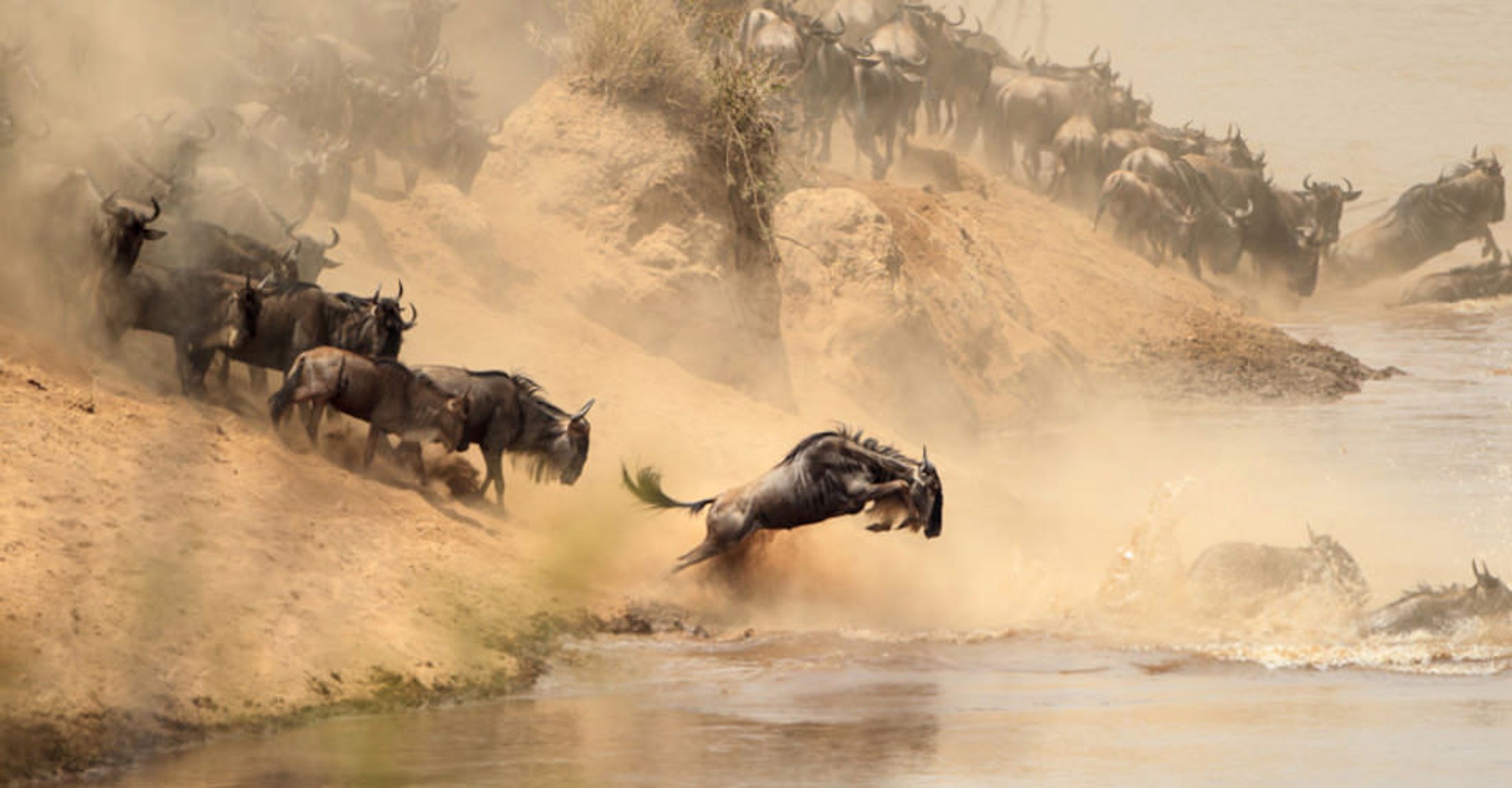 The Wildlife of The Masai Mara